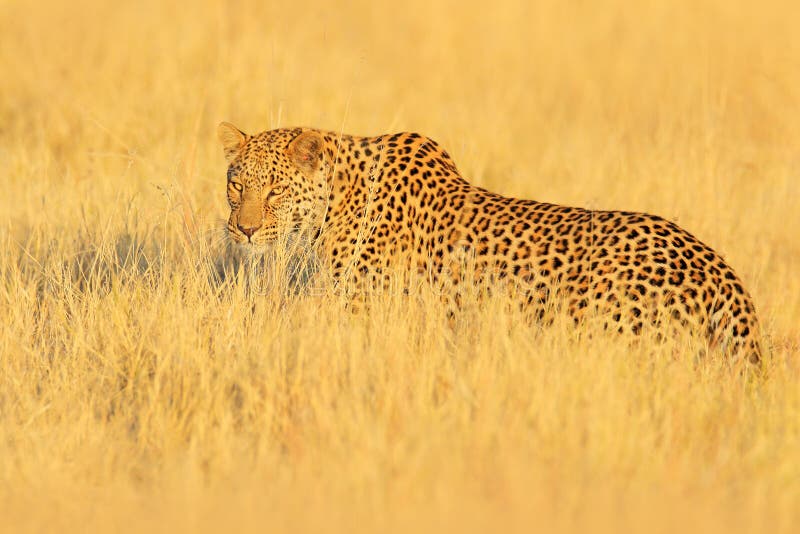 Leopard, Panthera pardus shortidgei, hidden portrait in the nice yellow grass. Big wild cat in the nature habitat, Hwange NP, Zimb