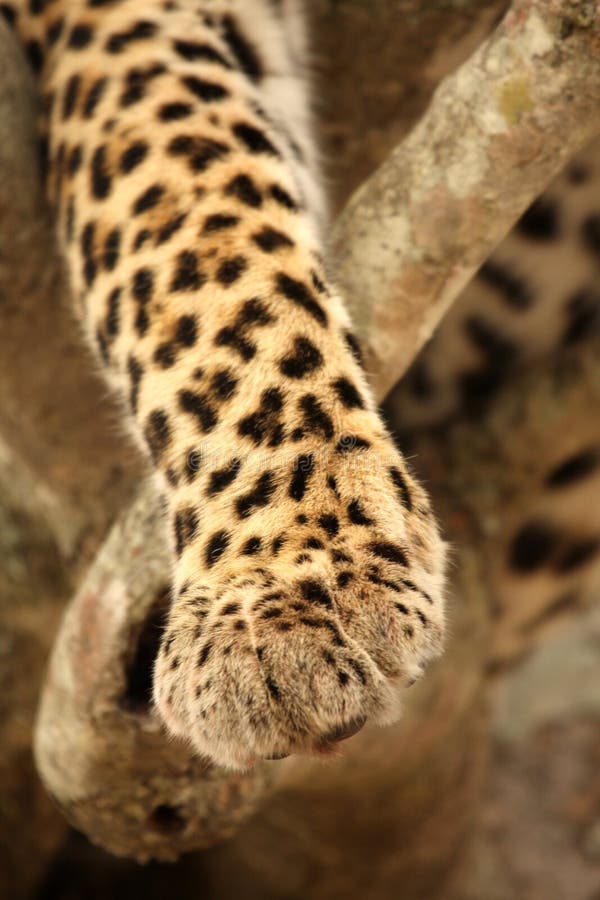 Leopard Paw