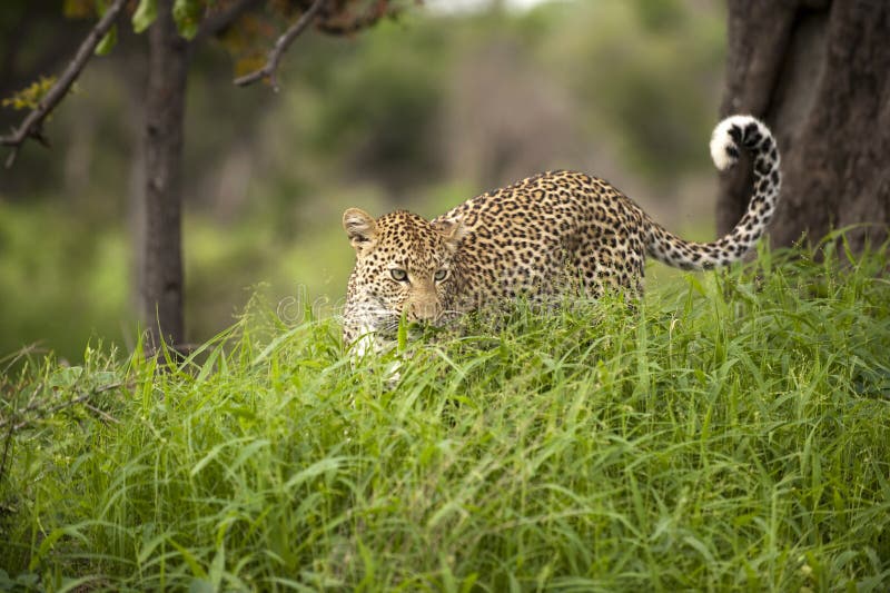 Leopard resting