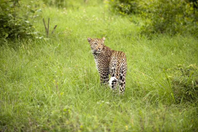 Leopard resting