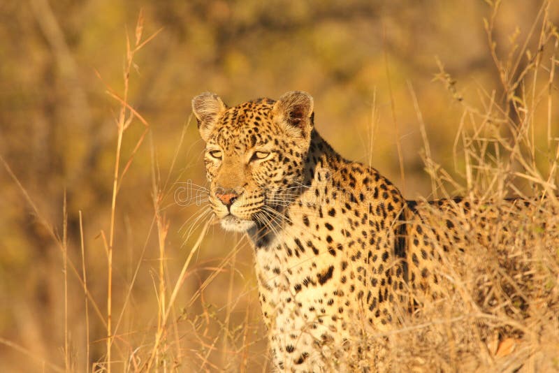 Leopard in the Sabi Sands