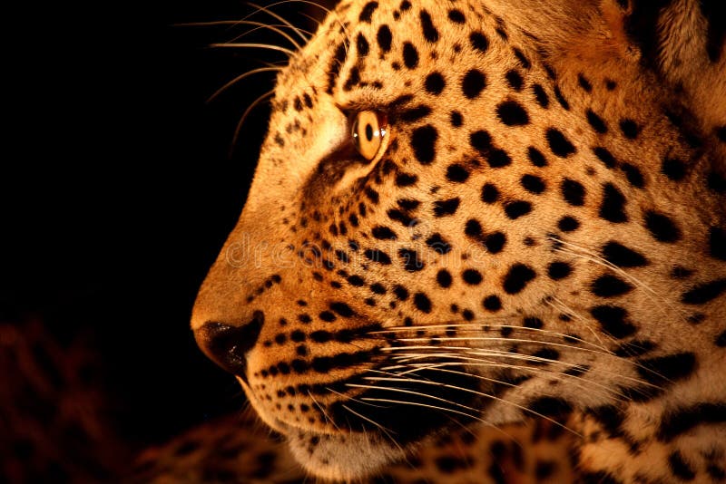 Leopard in the Sabi Sands