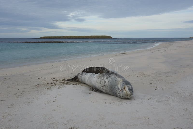 Leopard Seal [Hydrurga Leptonyx] Stock Photo - Image of leopard