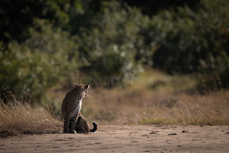 Leopard Sitting on Sandy Ground Looking Back Stock Image Image of
