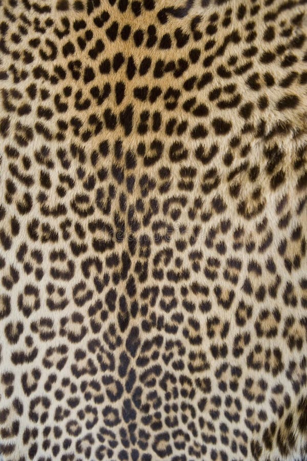 leopard skin print