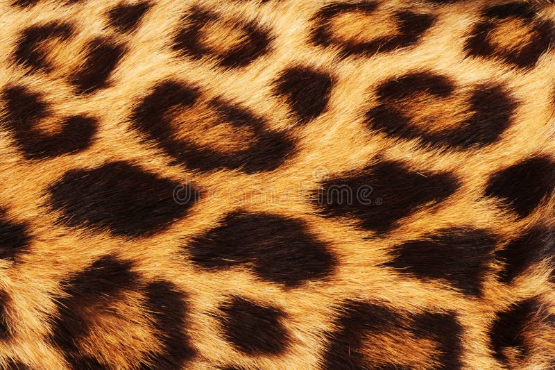 Real leopardí kůže kožešiny s posetý skvrnami.