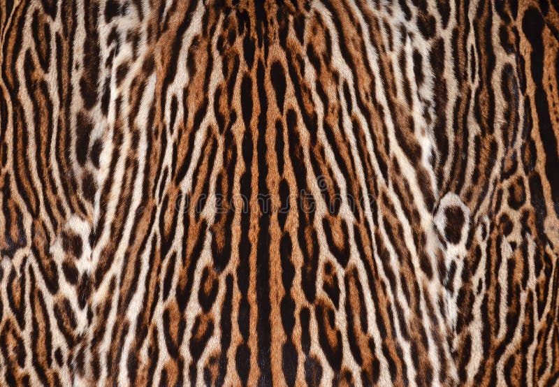 65,015 Animal Skin Texture Stock Photos - Free & Royalty-Free Stock Photos  from Dreamstime