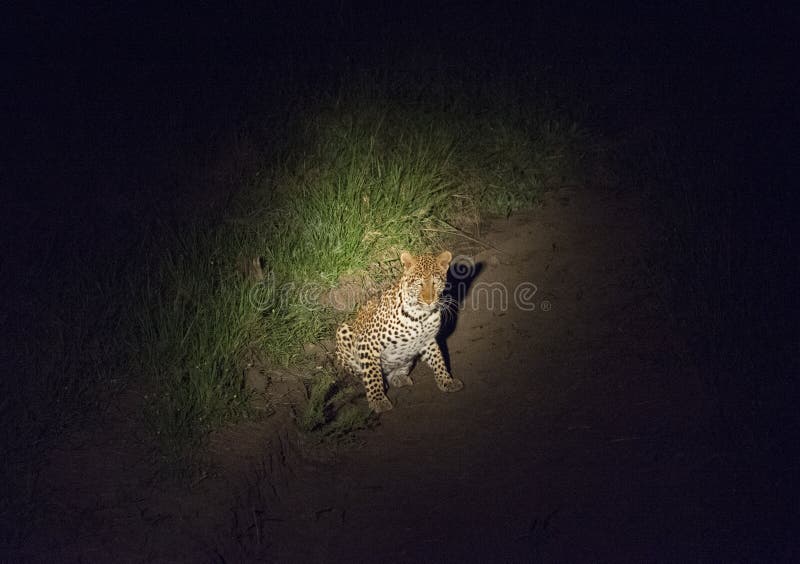 Leopard in a spotlight while on the Prowl at Night