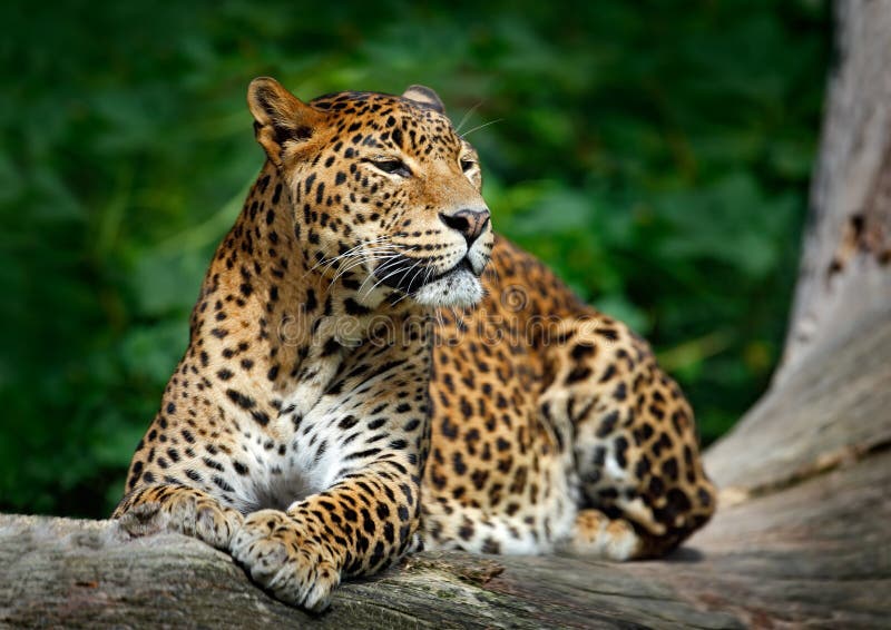 Leopard Sri Lankan, Panthera pardus kotiya, große beschmutzte Katze, die auf dem Baum im Naturlebensraum, Nationalpark Yala, Sri