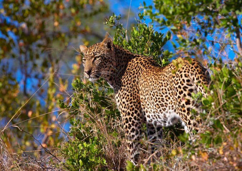 Leopard standing in savannah stock images Leopard standing in savannah stock images