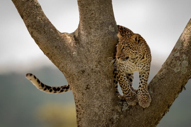 Leopard stands in fork of tree trunk stock photos