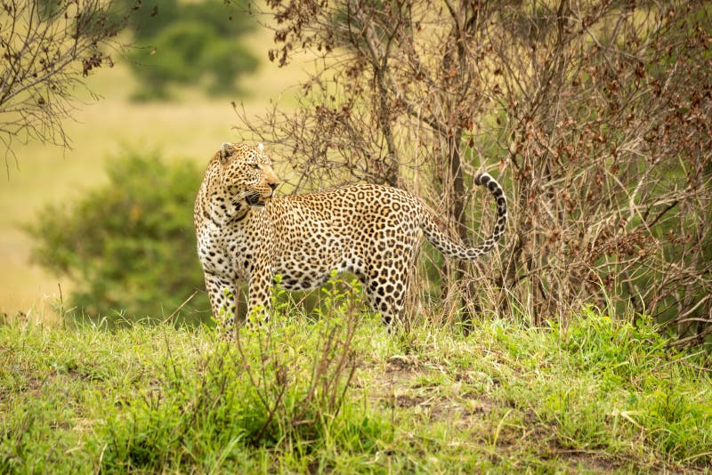 Leopard Stands on Grassy Bank Looking Back Stock Image Image of