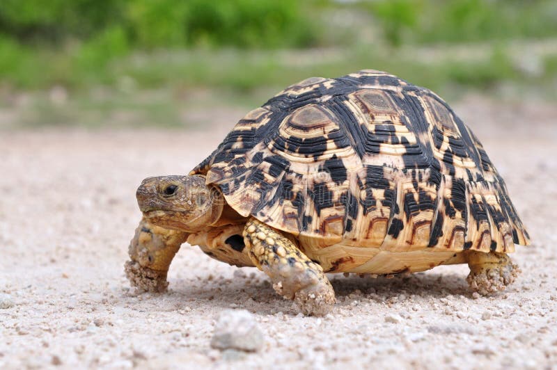 Leopard tortoise