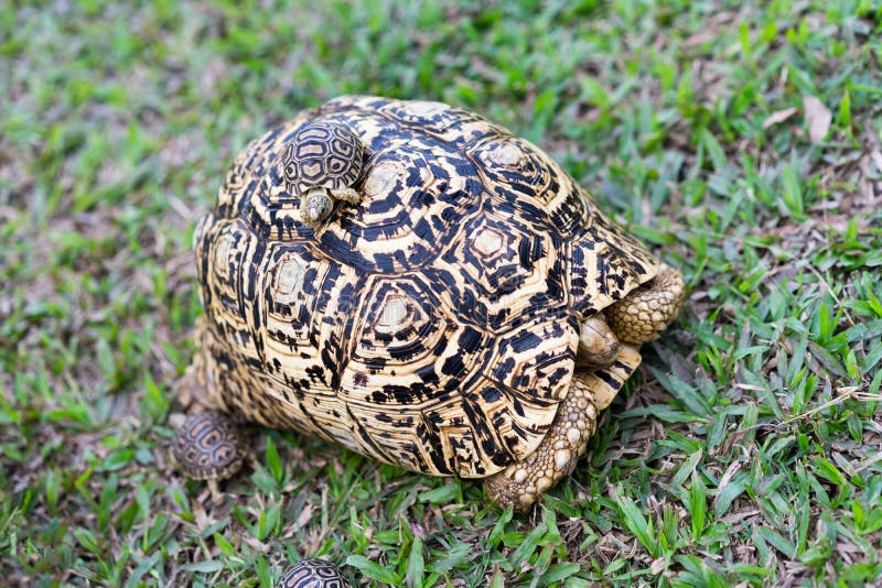 The Leopard Tortoise family on the grass ground at the park stock images The Leopard Tortoise family on the grass ground at the park stock images