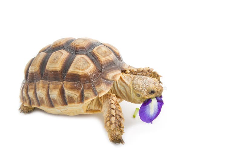 1,632 Leopard Eating Stock Photos Free & RoyaltyFree Stock Photos