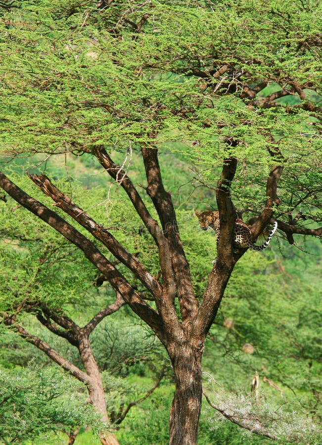 Leopard on the tree stock image Leopard on the tree stock image