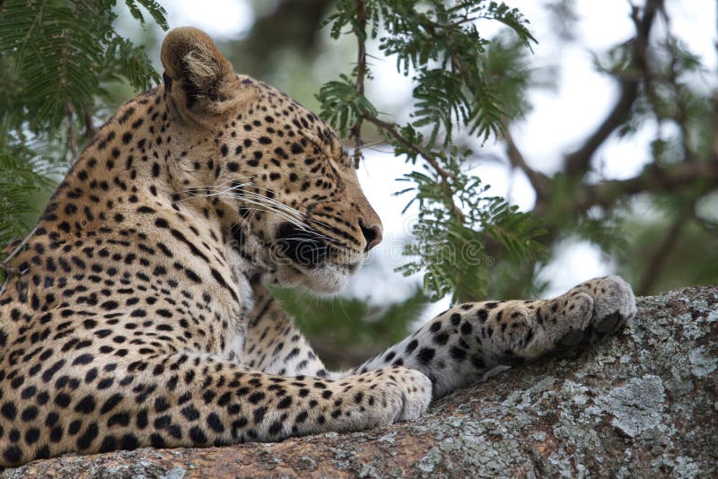 Leopard on a tree royalty free stock photo Leopard on a tree royalty free stock photo