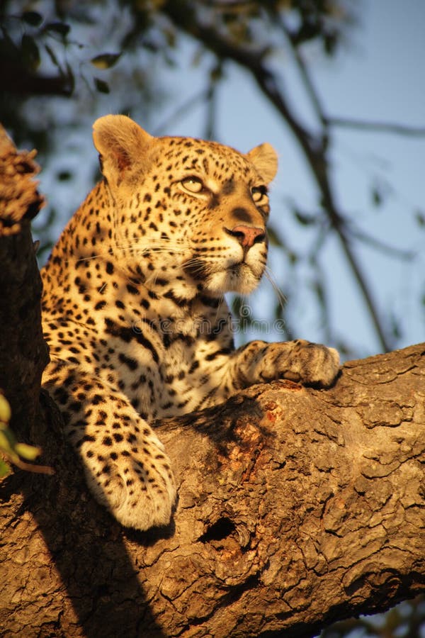 Leopard in a tree