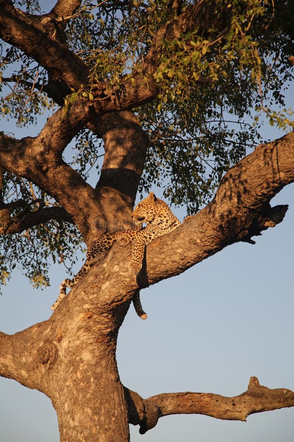 Leopard in a tree