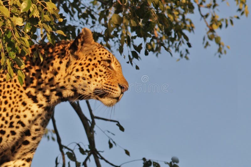 Leopard in a tree