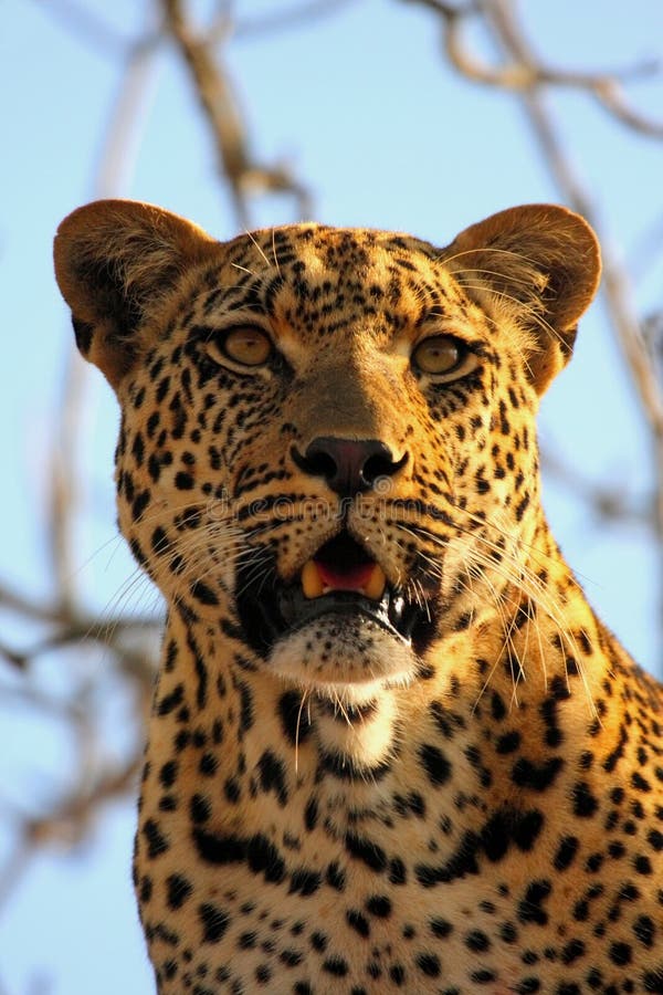 Leopard in a tree