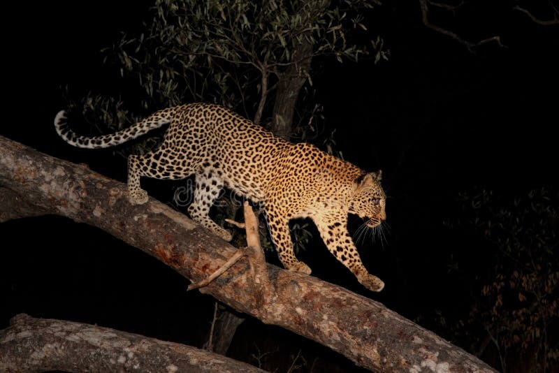 Leopard in a tree