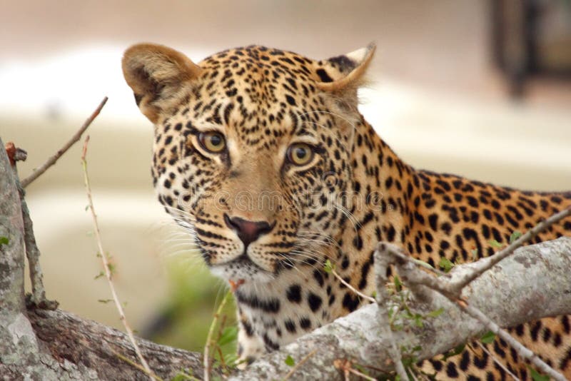 Leopard in a tree