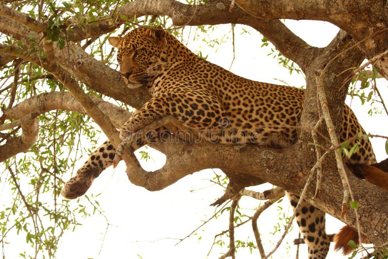 Leopard in a tree