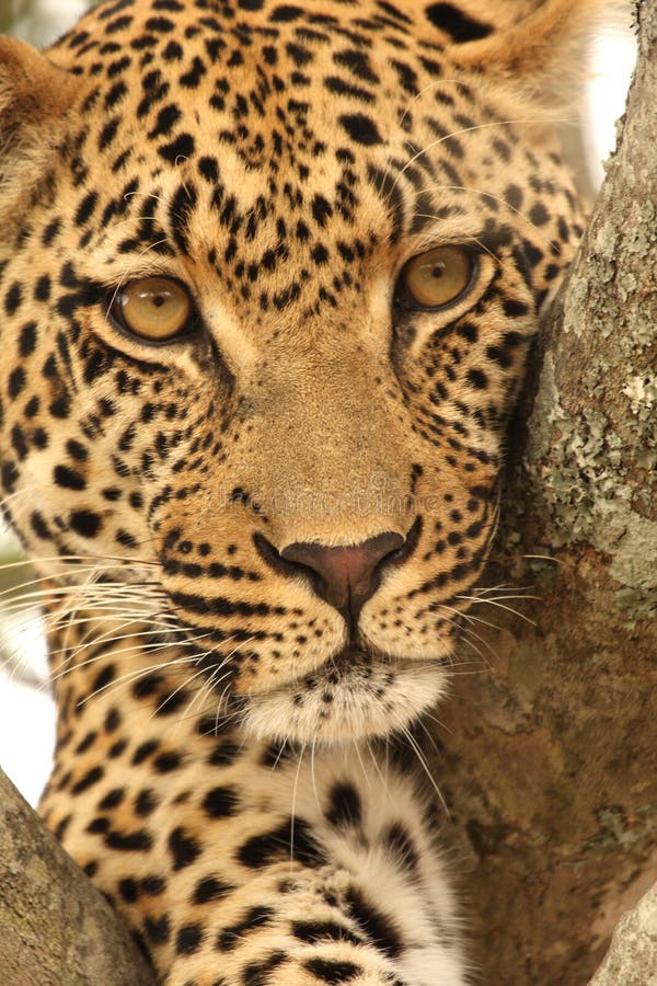 Leopard in a tree