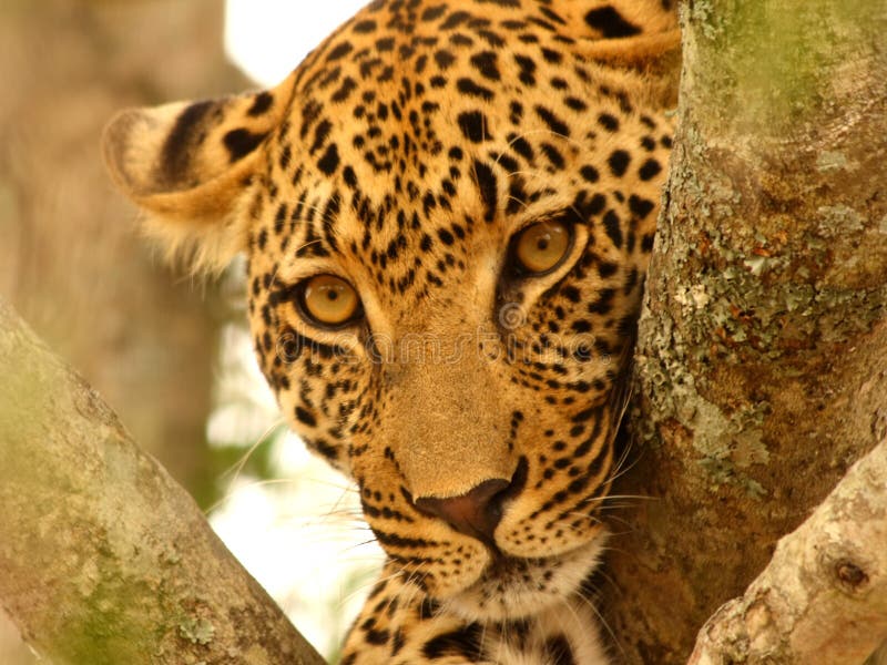 Leopard in a tree