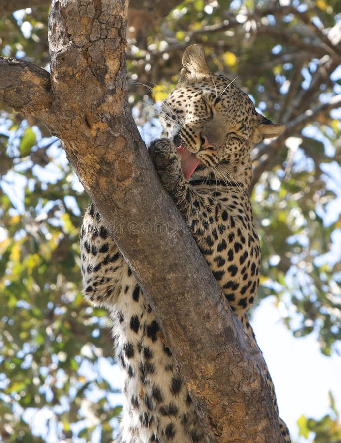 Leopard licking its paws in tree, Okavango Delta, Botswana. Leopard licking its paws in tree, Okavango Delta, Botswana.