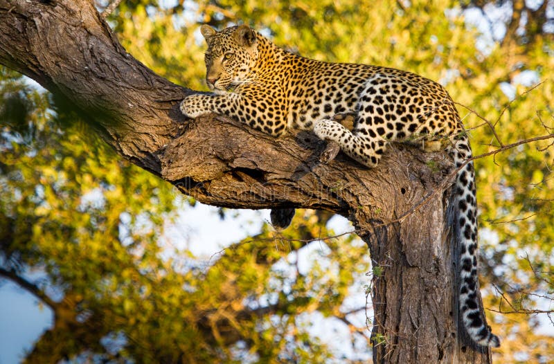 Leopard in tree stock photography