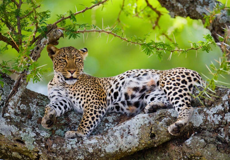Leopard On Tree Botswana Africa Beautiful Animal Wildlife Leopard