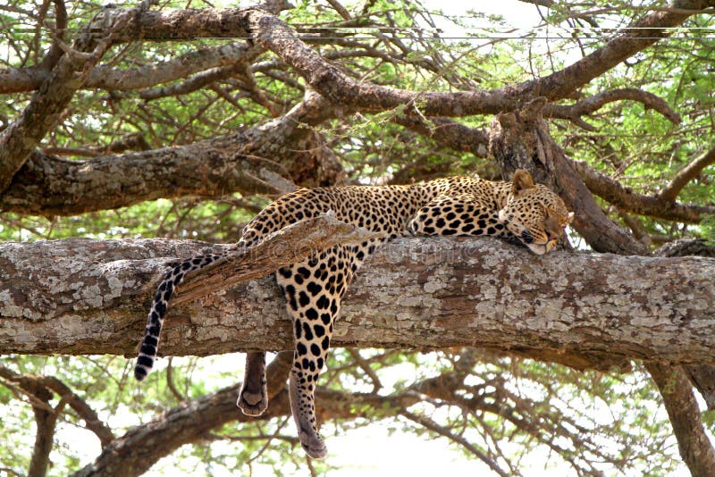 Leopard resting on a tree. Leopard resting on a tree