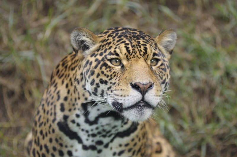 Lima, Peru: Leopard or otorongo
