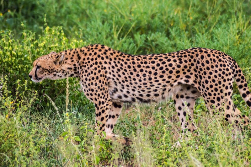A Leopard Walking in the Forest Stock Image - Image of jungle, predator:  150720997