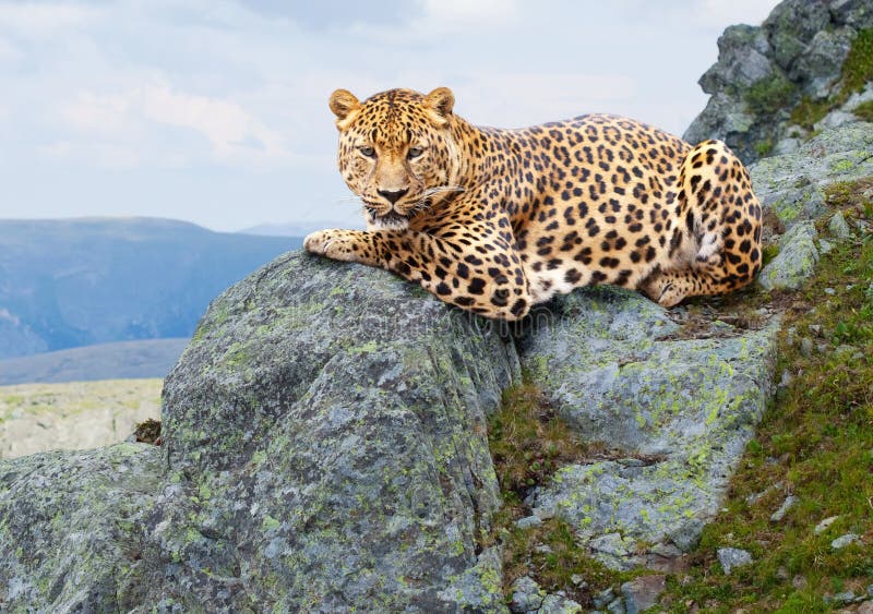 Leopard at wildness area