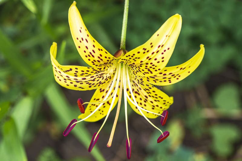 Leopard Yellow Lily Flower at Close Range L.Pardalinum .Lily Flower ...