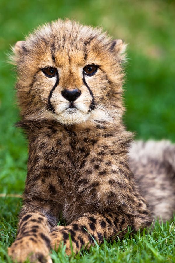 Leopard young lying in the grass