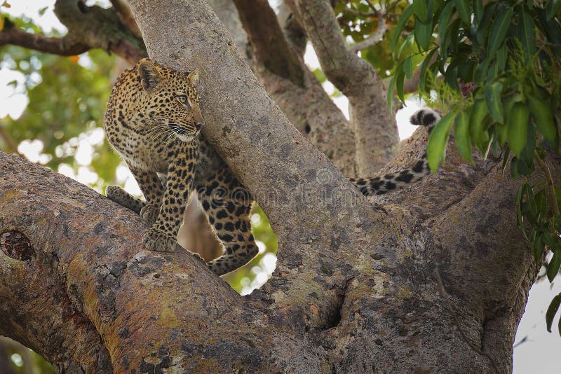 Leopard σε ένα δέντρο στοκ φωτογραφίες με δικαίωμα ελεύθερης χρήσης Leopard σε ένα δέντρο στοκ φωτογραφίες με δικαίωμα ελεύθερης χρήσης