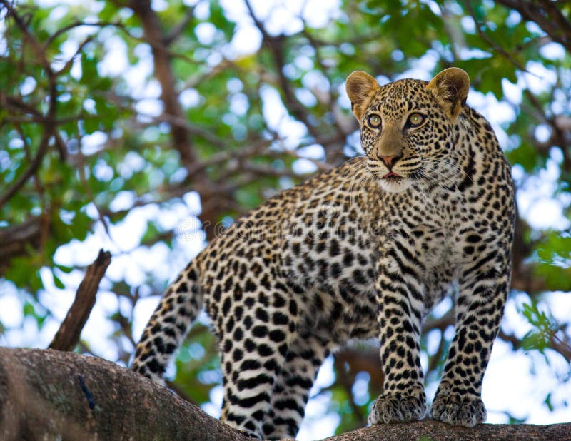 Leopard της Αφρικής Κένυα εθνικό δέντρο samburu πάρκων Εθνικό πάρκο Κένυα Τανζανία Maasai Mara serengeti στοκ εικόνα με δικαίωμα ελεύθερης χρήσης