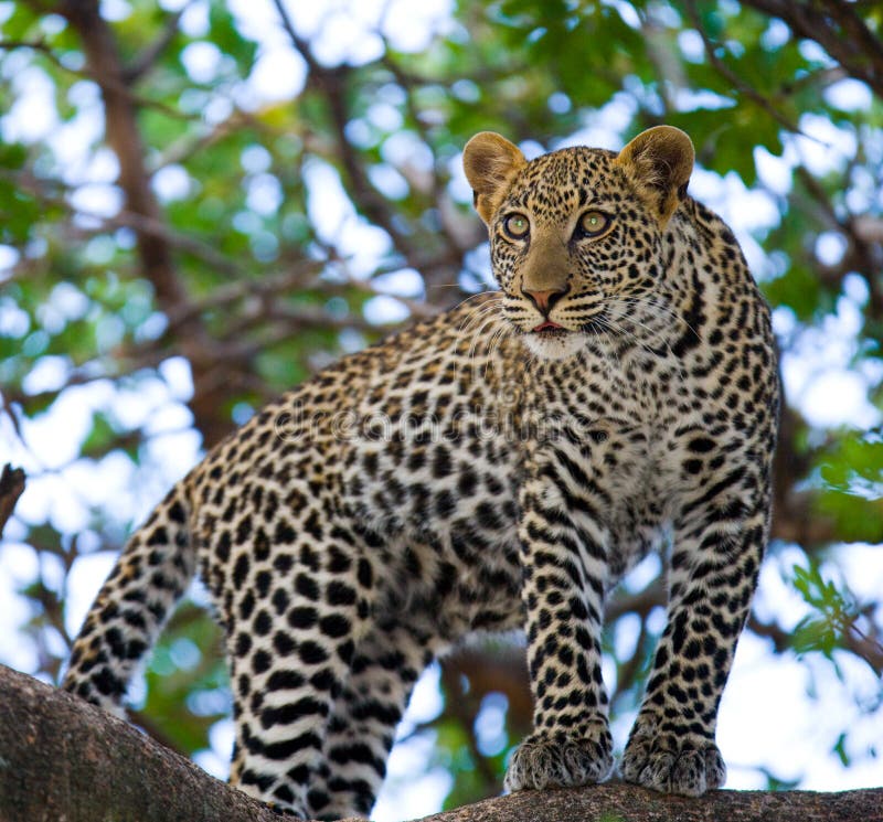 Leopard της Αφρικής Κένυα εθνικό δέντρο samburu πάρκων Εθνικό πάρκο Κένυα Τανζανία Maasai Mara serengeti στοκ φωτογραφία