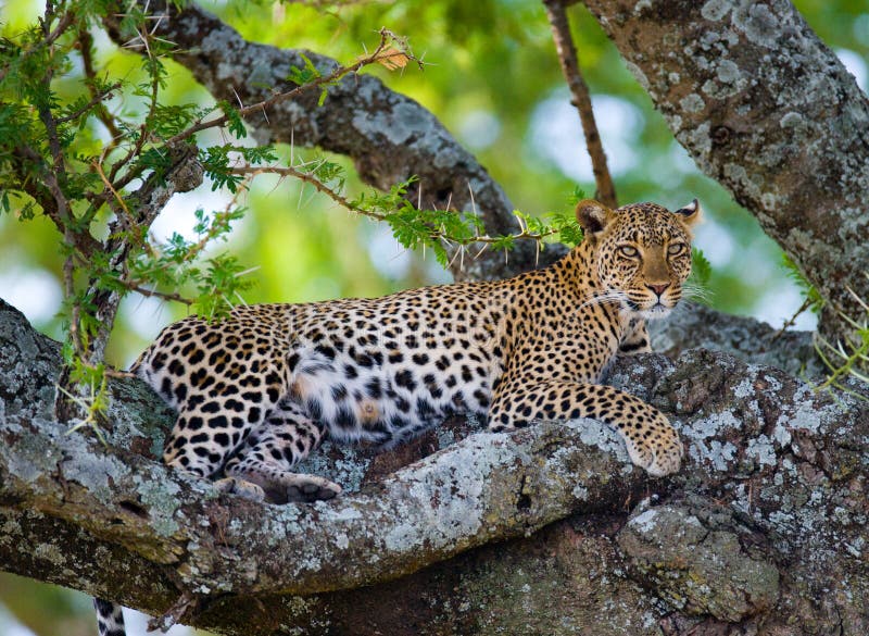 Leopard της Αφρικής Κένυα εθνικό δέντρο samburu πάρκων Εθνικό πάρκο Κένυα Τανζανία Maasai Mara serengeti στοκ φωτογραφία με δικαίωμα ελεύθερης χρήσης
