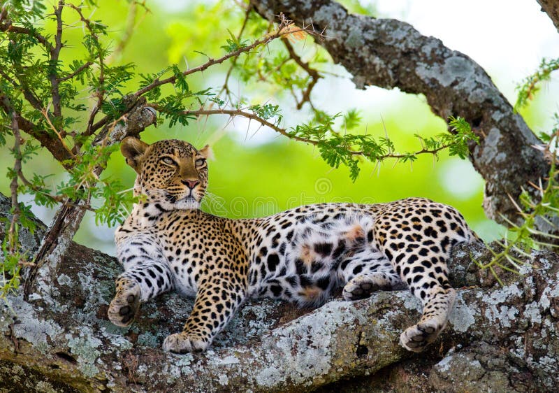 Leopard της Αφρικής Κένυα εθνικό δέντρο samburu πάρκων Εθνικό πάρκο Κένυα Τανζανία Maasai Mara serengeti στοκ εικόνες με δικαίωμα ελεύθερης χρήσης