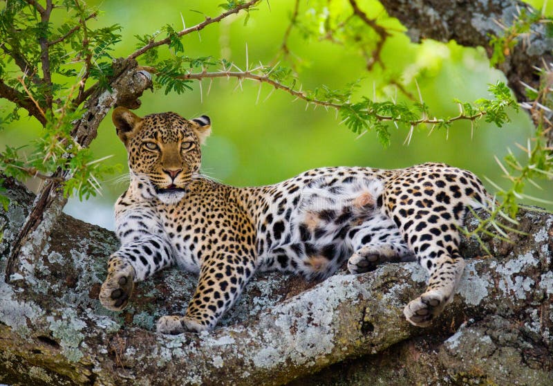 Leopard της Αφρικής Κένυα εθνικό δέντρο samburu πάρκων Εθνικό πάρκο Κένυα Τανζανία Maasai Mara serengeti στοκ φωτογραφία