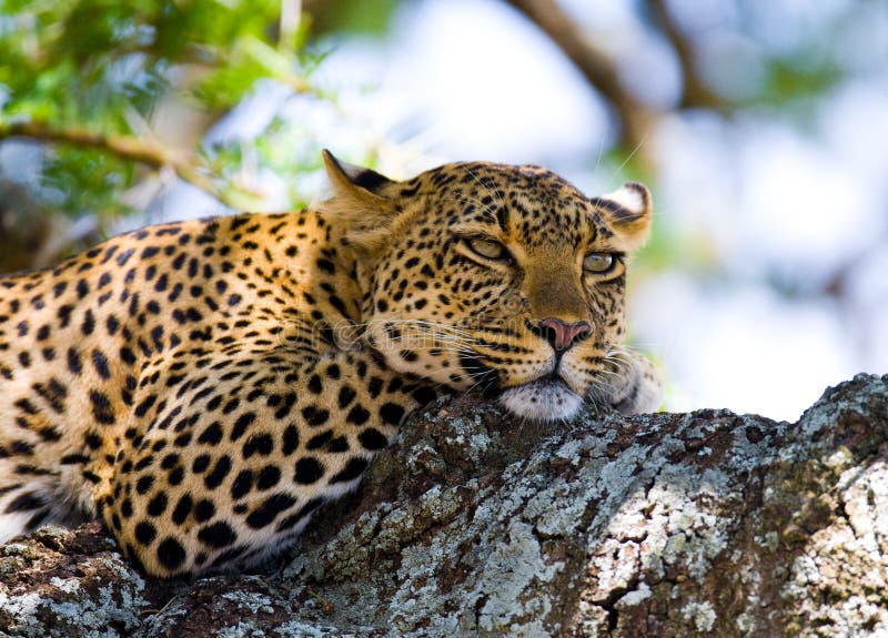 Leopard της Αφρικής Κένυα εθνικό δέντρο samburu πάρκων Εθνικό πάρκο Κένυα Τανζανία Maasai Mara serengeti στοκ εικόνες