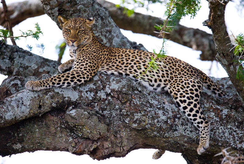 Leopard της Αφρικής Κένυα εθνικό δέντρο samburu πάρκων Εθνικό πάρκο Κένυα Τανζανία Maasai Mara serengeti στοκ εικόνα