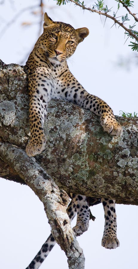 Leopard της Αφρικής Κένυα εθνικό δέντρο samburu πάρκων Εθνικό πάρκο Κένυα Τανζανία Maasai Mara serengeti στοκ φωτογραφία