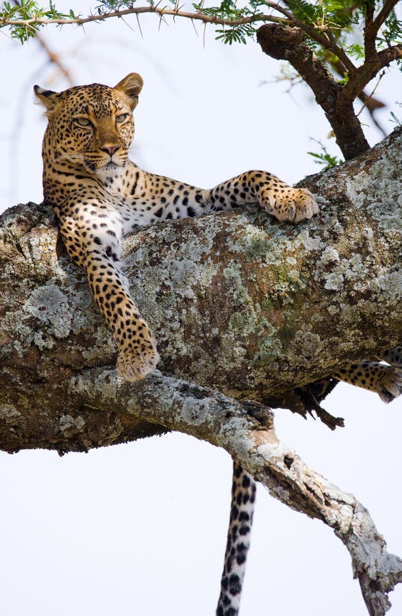 Leopard της Αφρικής Κένυα εθνικό δέντρο samburu πάρκων Εθνικό πάρκο Κένυα Τανζανία Maasai Mara serengeti στοκ φωτογραφία