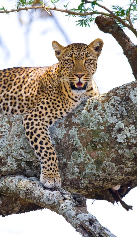 Leopard της Αφρικής Κένυα εθνικό δέντρο samburu πάρκων Εθνικό πάρκο Κένυα Τανζανία Maasai Mara serengeti στοκ φωτογραφία με δικαίωμα ελεύθερης χρήσης